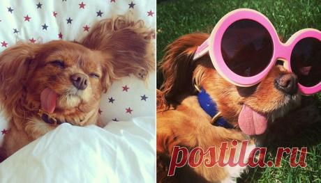 Очаровательная собака, не умеющая держать язык за зубами | Фотография | Фотография