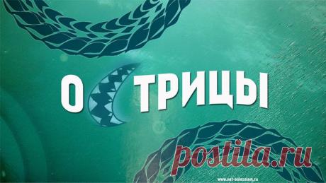 Острицы - "рекордсмены" среди глистов: Причины, симптомы и лечение энтеробиоза
Что такое острицы?

Острицы - это паразитарные нематоды, которые становятся причиной болезни энтеробиоз. Самка этого тонкого червя достигает 8 - 13 мм, а самец - около 2 - 5 мм.

"Место жительства" этих глистов - толстая кишка и терминальная часть тонкого кишечника.