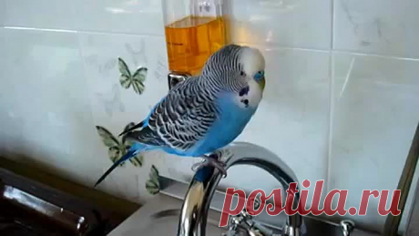 * * * * * * * * * * * *