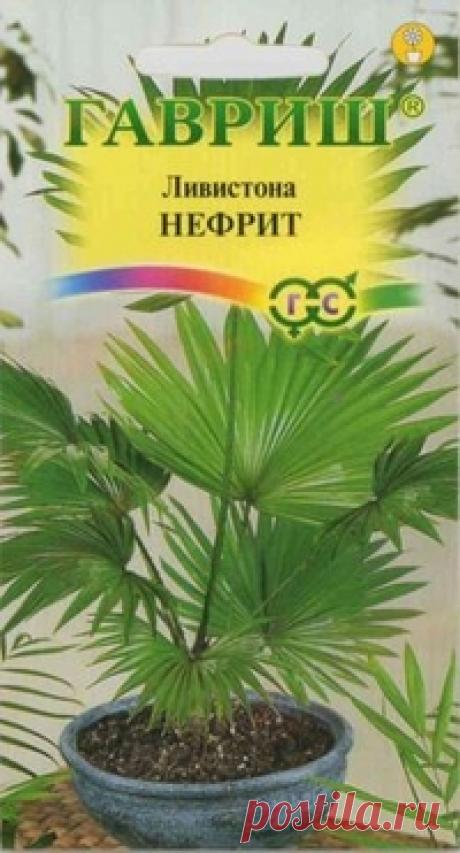 Ливистона китайская "Нефрит"