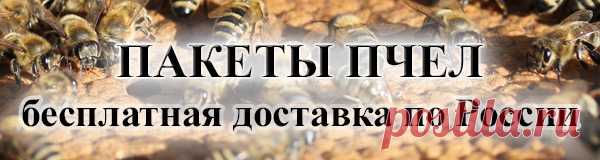 журнал Пчеловодство - Применяю траву клоповника