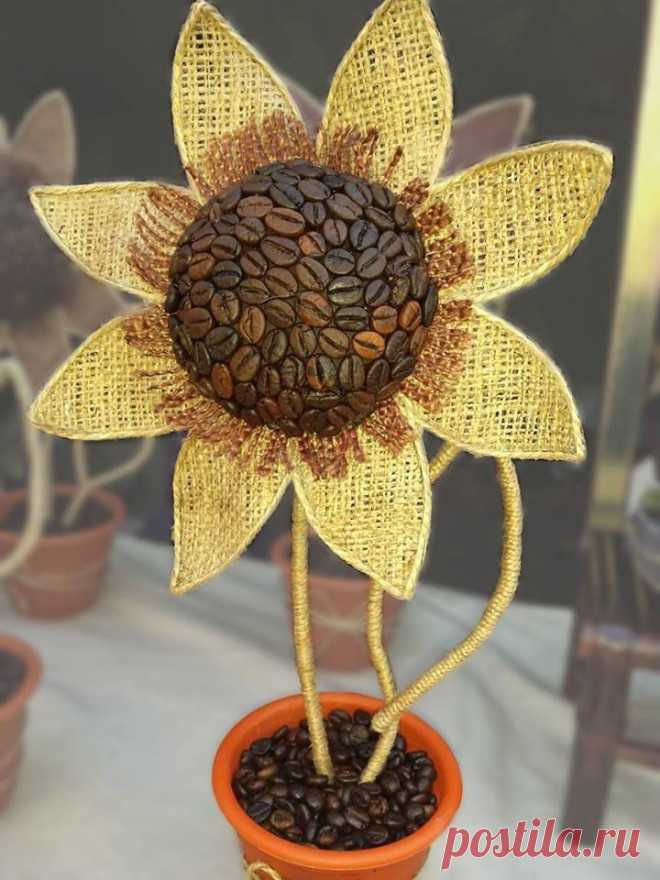 кофейный подсолнух