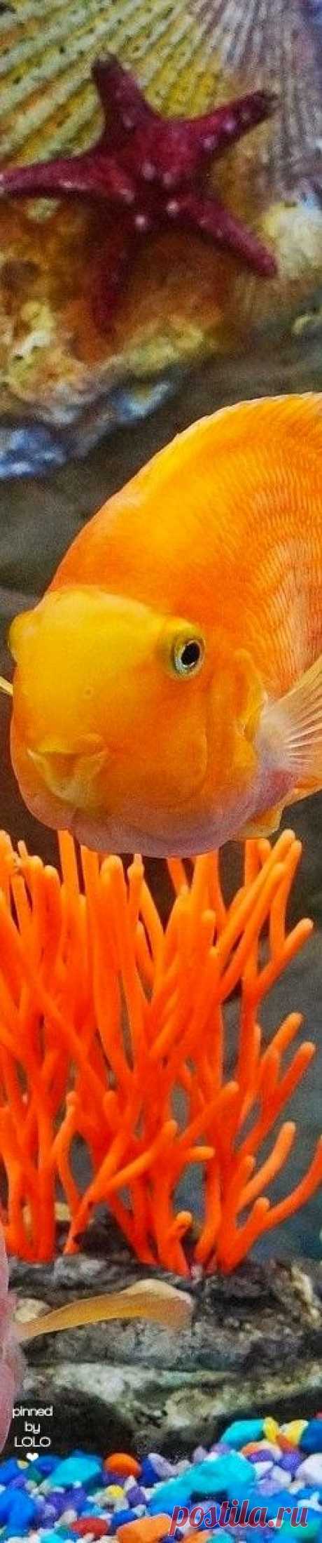 (307) Pinterest