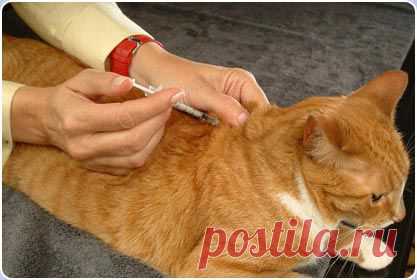 Как сделать укол кошке. Инъекции кошкам.