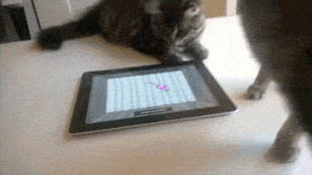 LOL KOTY – Сообщество – Google+