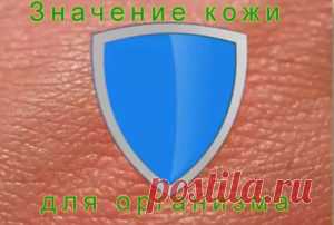 Значение кожи для организма. Кожа, как орган иммунной системы. Интересно, но кожу многие люди воспринимают, как внешнюю оболочку, служащую для простой защиты тела, отражающую его возрастные изменения. На самом же деле значение кожи для организма гораздо значительнее. Она является границей между внешней и внутренней средой, поэтому выполняет функции жизненной важности.