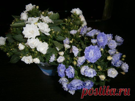 Принадлежит Кампанула к семейству колокольчиковых.( жених и невеста махровые)