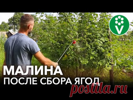 ОБЯЗАТЕЛЬНО СДЕЛАЙТЕ ЭТО ПОСЛЕ СБОРА УРОЖАЯ ЛЕТНЕЙ МАЛИНЫ: обработка, обрезка, подкормка