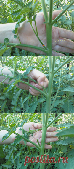 Своевременное пасынкование помидоров • Ух! Дача и 100 советов в придачу