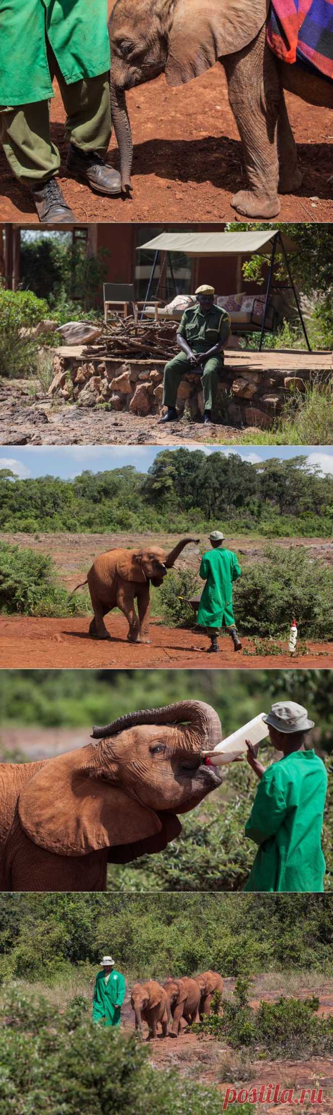Слоновий приют в Кении :  НОВОСТИ В ФОТОГРАФИЯХ