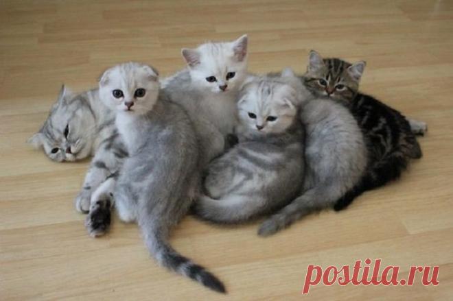 Такие заботливые мамы: Фотографии животных, которые немного устали от своих детёнышей