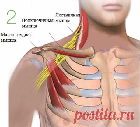 Как онемение рук связано с сутулостью?
Продолжаю рассказывать о том, как я справилась с онемением рук после сна. ⠀Следующий регион, который может вызывать онемение рук после сна – это область малой грудной мышцы. О других регионах тела, вызывающих туннельный синдром можно почтитать здесь и здесь. Как и в предыдущих отделах –избыточно напряженные мышцы укорачиваются и начинают сдавливать нервы, идущие в руку. […]
Читай пост далее на сайте. Жми ⏫ссылку выше