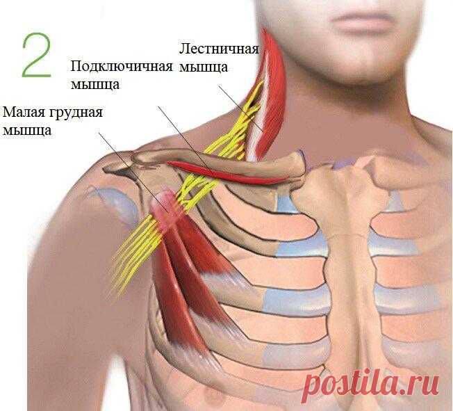 Как онемение рук связано с сутулостью?
Продолжаю рассказывать о том, как я справилась с онемением рук после сна. ⠀Следующий регион, который может вызывать онемение рук после сна – это область малой грудной мышцы. О других регионах тела, вызывающих туннельный синдром можно почтитать здесь и здесь. Как и в предыдущих отделах –избыточно напряженные мышцы укорачиваются и начинают сдавливать нервы, идущие в руку. […]
Читай пост далее на сайте. Жми ⏫ссылку выше