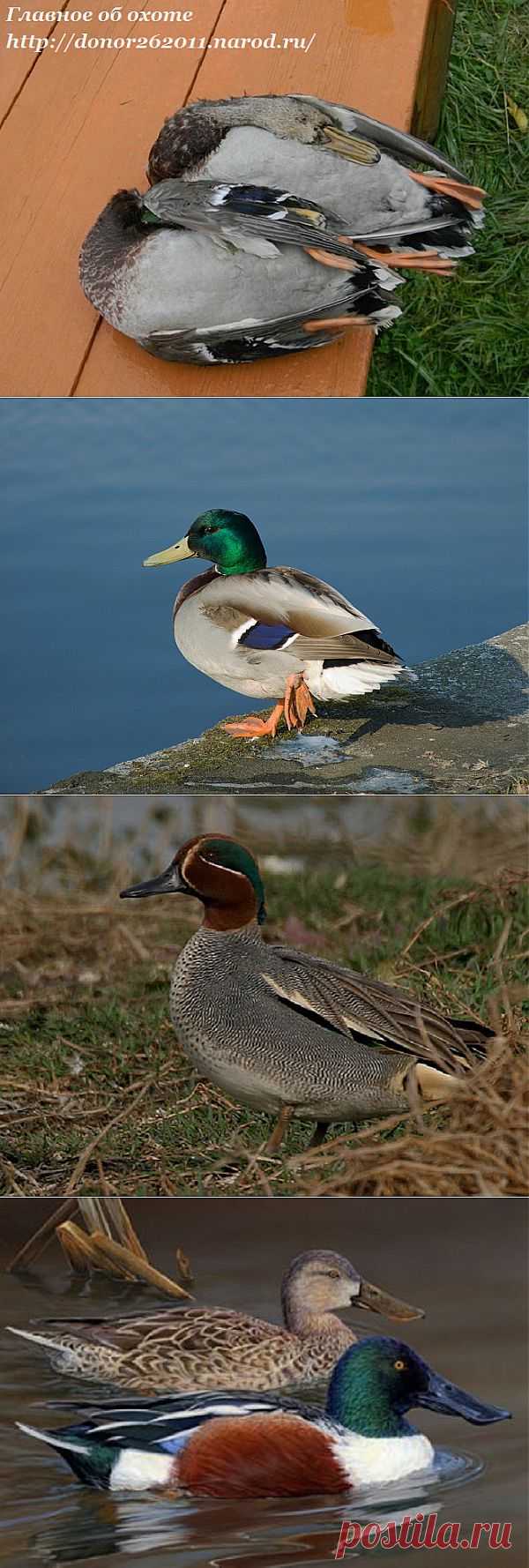 Главное об охоте - Охота на уток