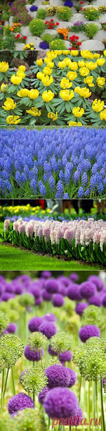 20 самых красивых весенних клумб