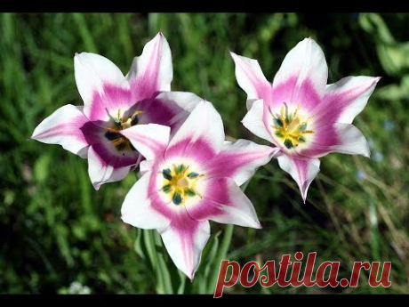 Майское великолепие Сирень и Тюльпаны в Саду - YouTube