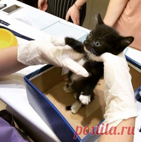 Котенка сбила машина, но любовь и забота незнакомой девушки превратили питомца в шикарного котяру | Тайган | Дзен