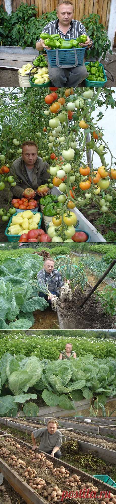 Удивительный огород Игоря Лядова.