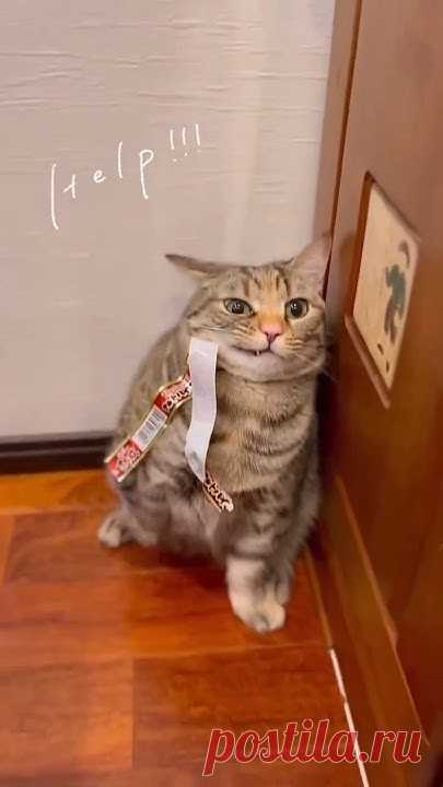 Смешные 😅 и забавные котики 😹 2024.Часть 40. #cat #funny #shorts #рек #кот #animals