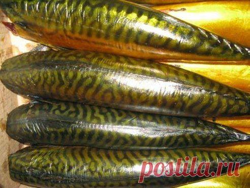 Рецепты для всех: СКУМБРИЯ ХОЛОДНОГО КОПЧЕНИЯ ЕЩЕ ХОЧУ