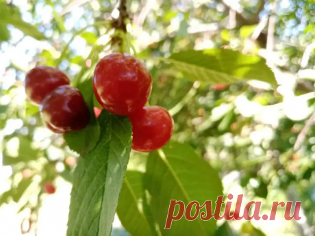 Почему вишня цветет, а ягод нет: какой дефицит в почве вызывает пустоцвет. Чаще всего причина кроется в дефиците бора в почве.