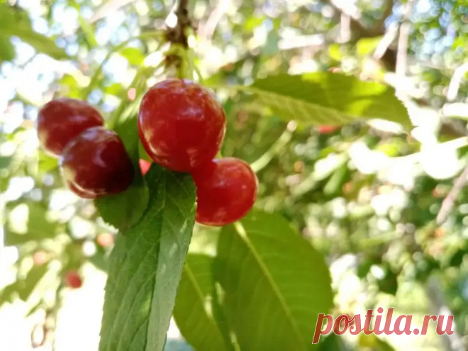 Почему вишня цветет, а ягод нет: какой дефицит в почве вызывает пустоцвет. Чаще всего причина кроется в дефиците бора в почве.