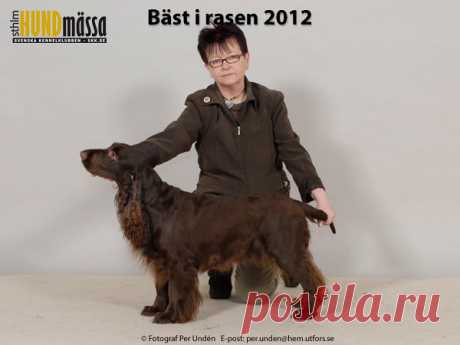 FIELD SPANIEL Domare: HORSWELL JEFFREY, STORBRITANNIEN  NO V-11 NORD UCH NORD V-11 SE V-11 WINTERBOURNE ITSY BITSY SPIDER Ägare: KÖHLSTRÖM MARIA, FJUGESTA Uppfödare: KÖHLSTRÖM MARIA, FJUGESTA