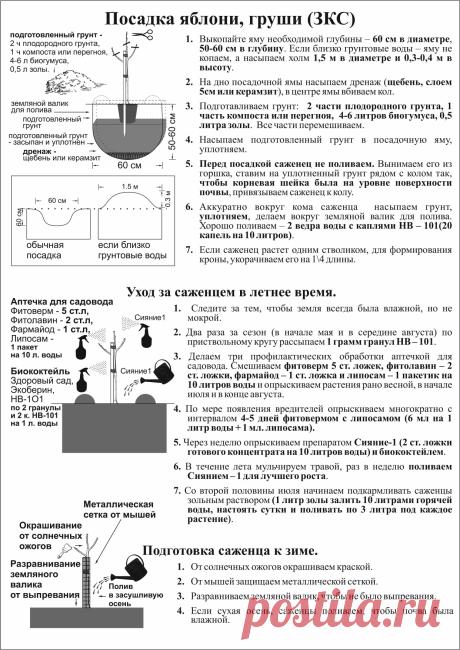 Посадка яблони, груши
