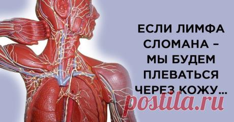 Насколько мы ничего не знаем о лимфатической системе - Важное