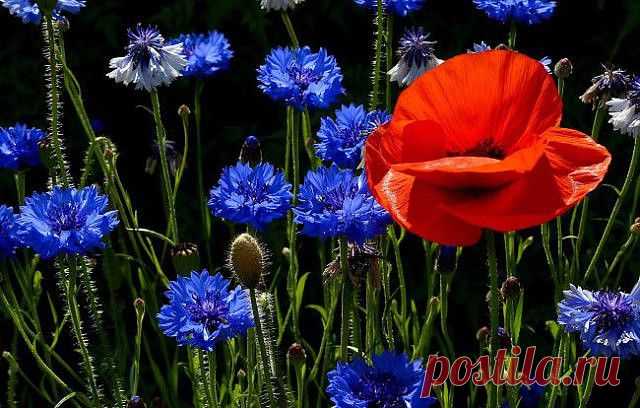 ᴼᴿᴵᴳᴵᴺᴬᴸ   SМАЙЛИКИ   (ړײ)