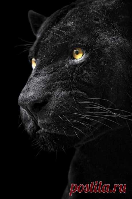 Black panther