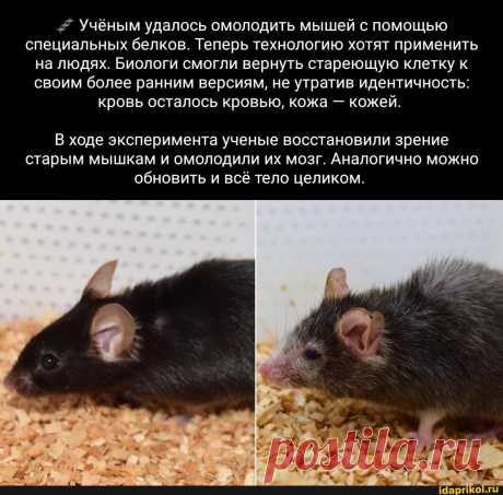 Учёным удалось омолодить мышей с помощью специальных белков. Теперь технологию хотят применить на людях. Биологи смогли вернуть стареющую клетку к своим более ранним версиям, не утратив идентичность: кровь осталось кровью, кожа - кожей. ходе эксперимента ученые восстановили зрение старым мышкам и омолодили их мозг. Аналогично можно обновить и всё тело целиком. - ) / АйДаПрикол .)