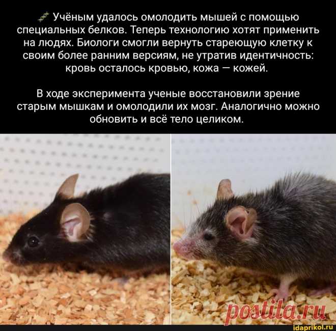 Учёным удалось омолодить мышей с помощью специальных белков. Теперь технологию хотят применить на людях. Биологи смогли вернуть стареющую клетку к своим более ранним версиям, не утратив идентичность: кровь осталось кровью, кожа - кожей. ходе эксперимента ученые восстановили зрение старым мышкам и омолодили их мозг. Аналогично можно обновить и всё тело целиком. - ) / АйДаПрикол .)
