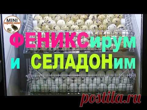 Инкубируем яйцо селадона, техаса и феникса. Первая закладка, с которой немного переборщили...