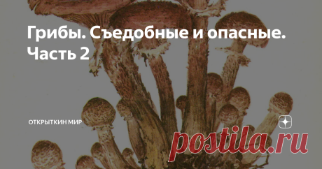 Грибы. Съедобные и опасные. Часть 2 ОПЕНОК ОСЕННИЙ
ОПЕНОК ОСЕННИЙ
Шляпка у молодого опенка шаровидная, до 10 см в диаметре, затем плоско-выпуклая с бугорком посередине, сухая, серо-желтоватая или грязно-коричневая с тонкими с возрастом исчезающими коричневыми чешуйками. Пластинки, приросшие к ножке, сначала белые, позднее коричнево-желтые с более темными пятнами. Ножка длинная, тонкая, книзу утолщенная, с пленчатым беловатым