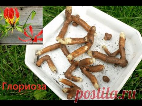 Глориоза Ротшильда. Вьющаяся лилия. Как выглядят клубни? (Gloriosa Rothschildiana)