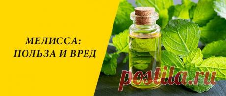 Мелисса: польза и вред для здоровья организма человека Мелисса: история растения, применение в народной медицине, косметологии и кулинарии, рецепты блюд, польза и вред для организма.