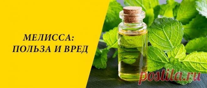 Мелисса: польза и вред для здоровья организма человека Мелисса: история растения, применение в народной медицине, косметологии и кулинарии, рецепты блюд, польза и вред для организма.