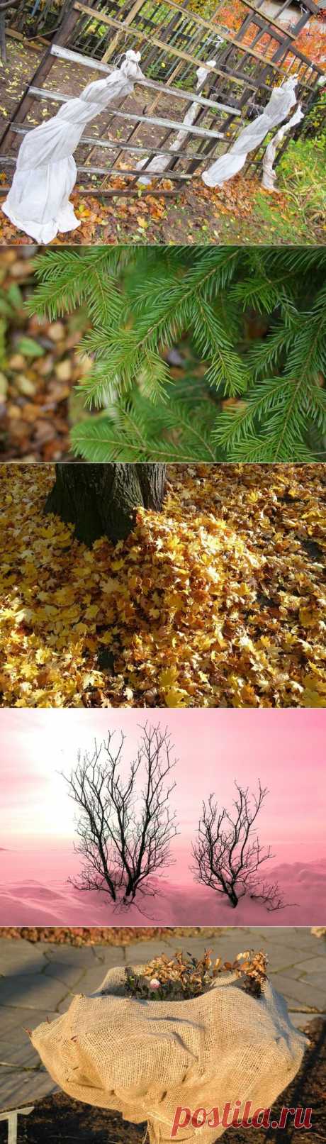 10 подручных материалов для зимнего укрытия растений | Дачный участок