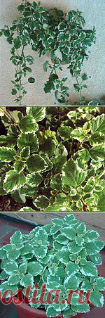 Плектрантус полезное растение в Вашем доме. | house-flora.ru