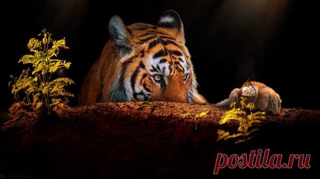Eye Of The Tiger ! by S U N I L / 500px