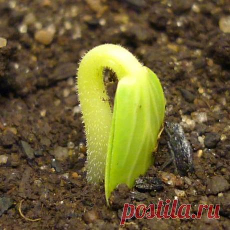 ОГОРОДЫ ДАЧА. Большая удача🌱 в Instagram: «Простые средства для улучшения всхожести семян🌱🌺🌱 ⠀ Глицерин. Для замачивания необходимо развести глицерин с водой. Уровень концентрации…»