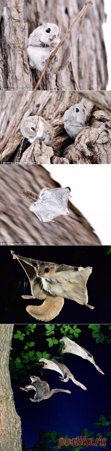 (+1) тема - Сибирские белки-летяги – это нечто | Четвероногий юмор