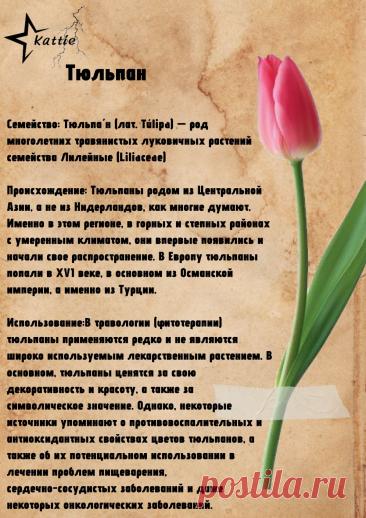Тюльпан