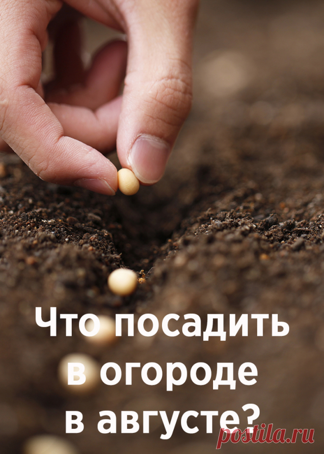 Что посеять и посадить в огороде в августе