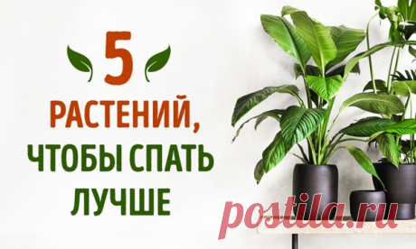Комнатные растения, которые помогут лучше спать — Мой дом