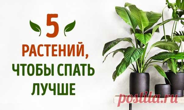 КОМНАТНЫЕ РАСТЕНИЯ, КОТОРЫЕ ПОМОГУТ ЛУЧШЕ СПАТЬ
