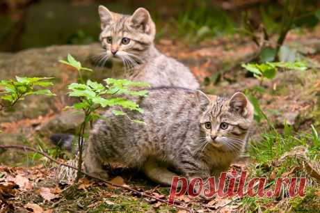Wildkatze (Felis silvestris) - Naturbild-Galerie: Wildkatze - Fokusnatur Naturfotografie