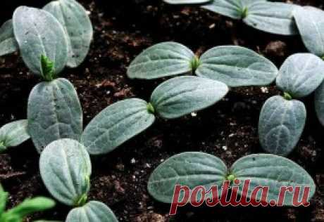 Титова Оксана - Мой сад