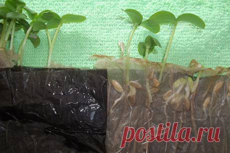 Выращивания рассады безземельным способом — Сад Заготовка